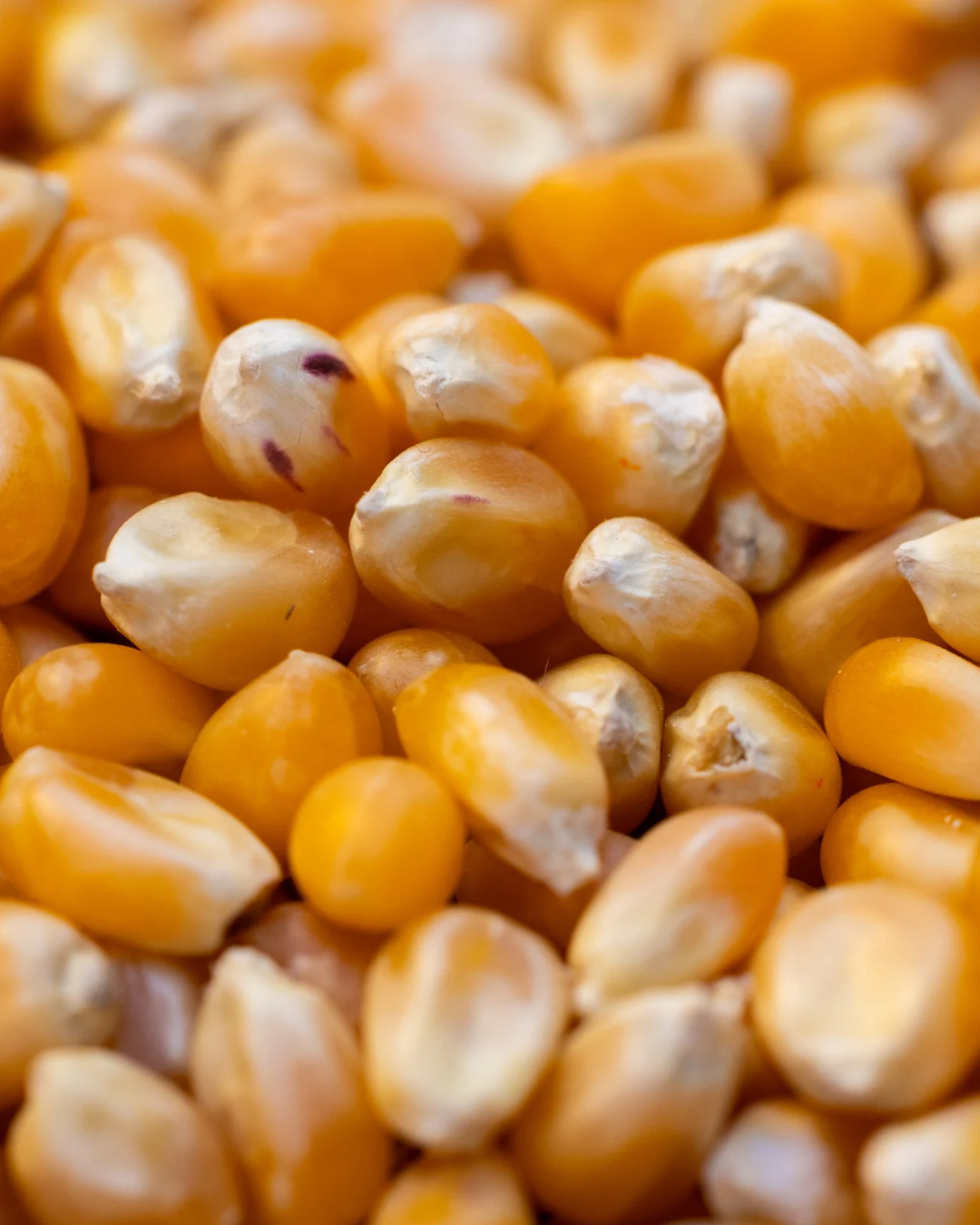 Maiz curagua